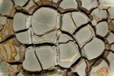 Cut Septarian Nodule With Pyrite With Stand - Spectacular! #92666-1